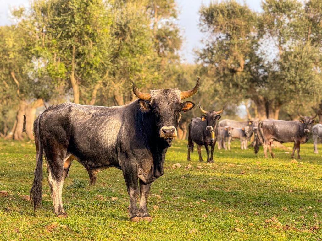 Masseria Pilano Crispiano Luaran gambar